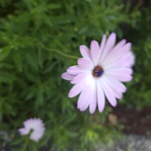 Meet your Posher, Sylvia